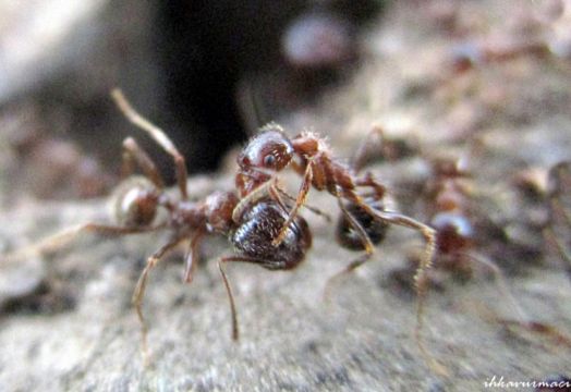 Doktor Karıncalar Hasta Tedavi Ederken