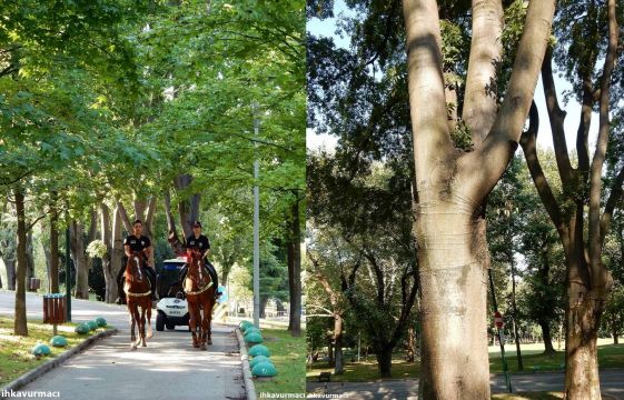 Defne Ağacı, Kültür Park ve Çekirge Devlet Hastanesi Bahçesi